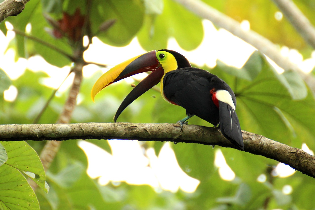 Sustainable Tips for Visiting Costa Rica’s Monteverde Cloud Forest